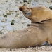 lion_sea_galapagos_san_h_0065_ecu2262.jpg